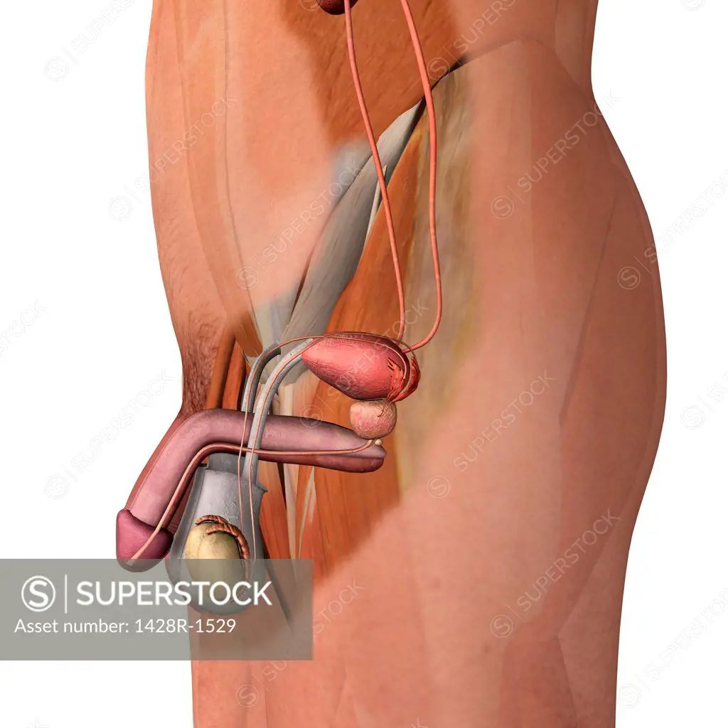Male reproductive system, side view section white background