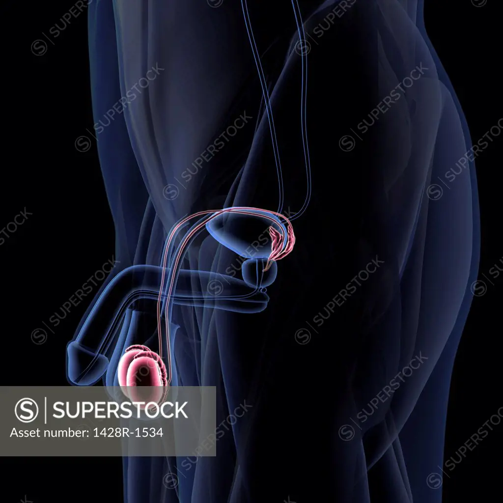 Male reproductive system, testicles Xray side view, black background