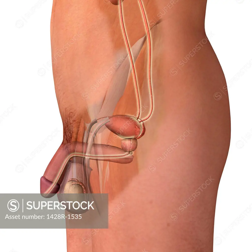 Male urinary and reproductive system, side view section, flesh color on white background