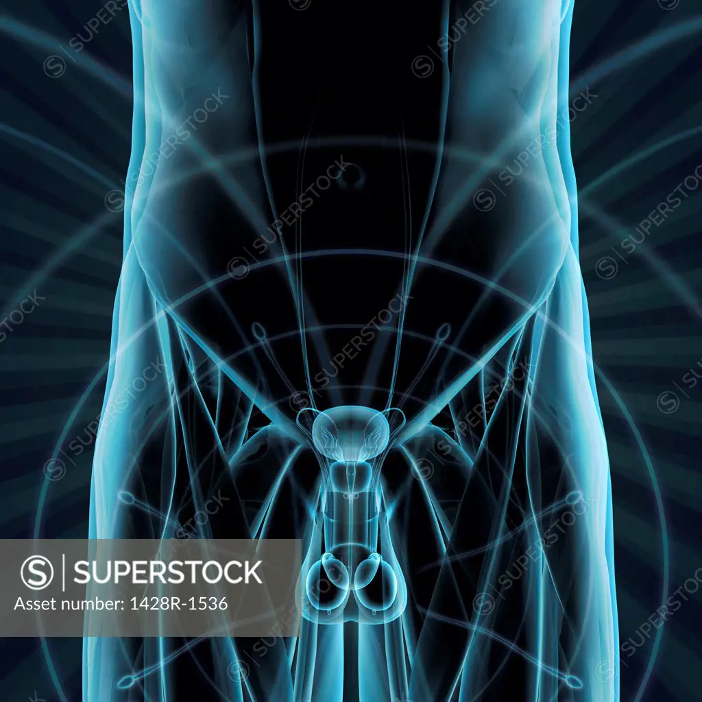 Male reproductive system, frontal xray blue on black background