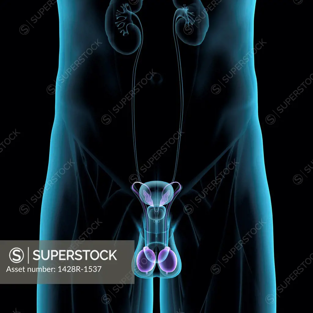 Male reproductive system, frontal xray blue on black background