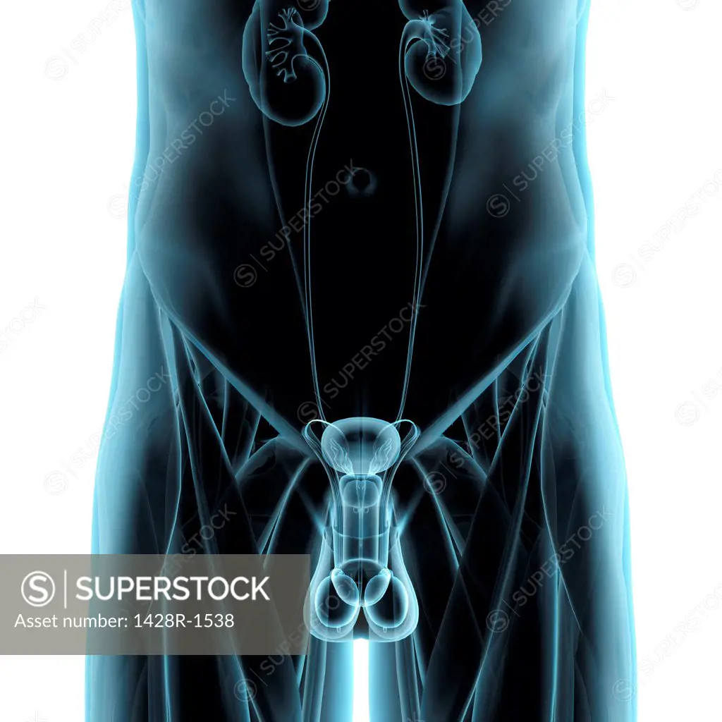 Male reproductive system, frontal xray blue on white background