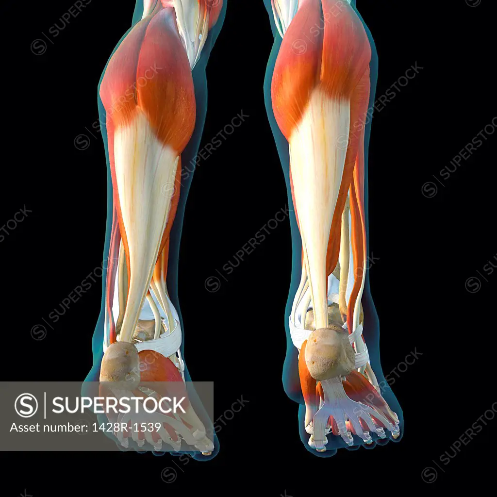 Achilles tendon male muscle anatomy on black background