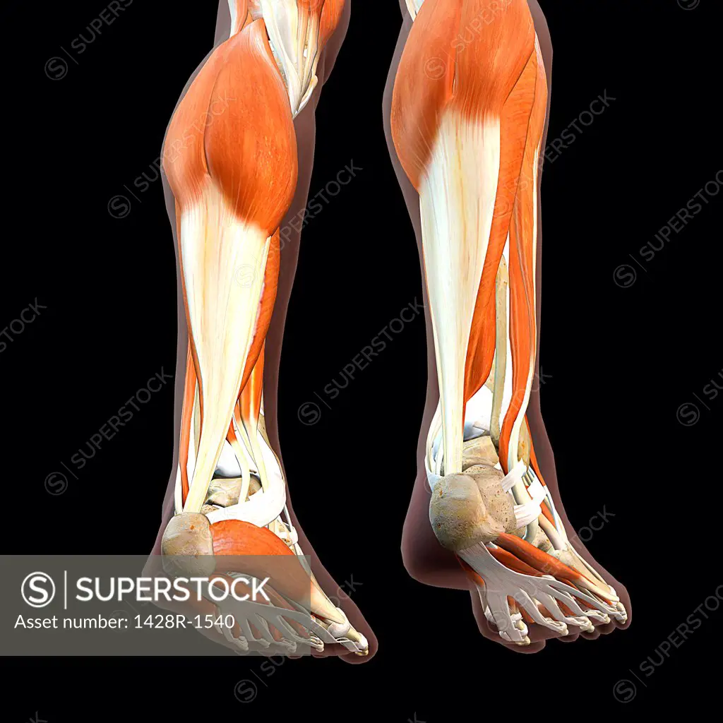 Achilles tendon male muscle anatomy on black background