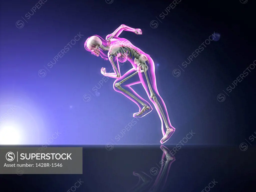Pink X-ray of woman's skeleton running on dark blue reflective background