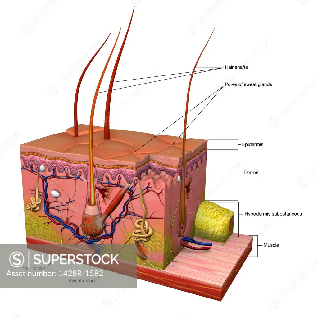 Medical illustration of human skin in cross section with text labels