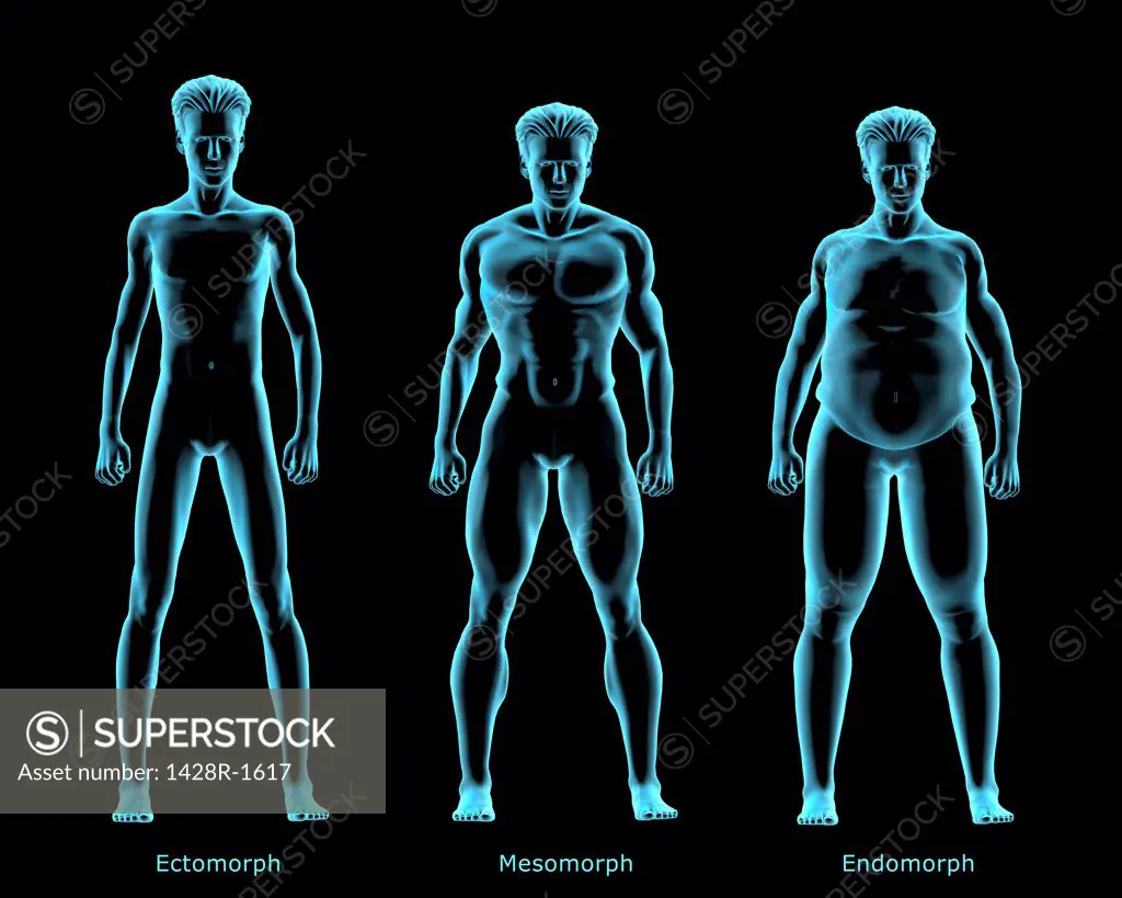 Three body types Ectomorph, Mesomorph, Endomorph, X-ray image