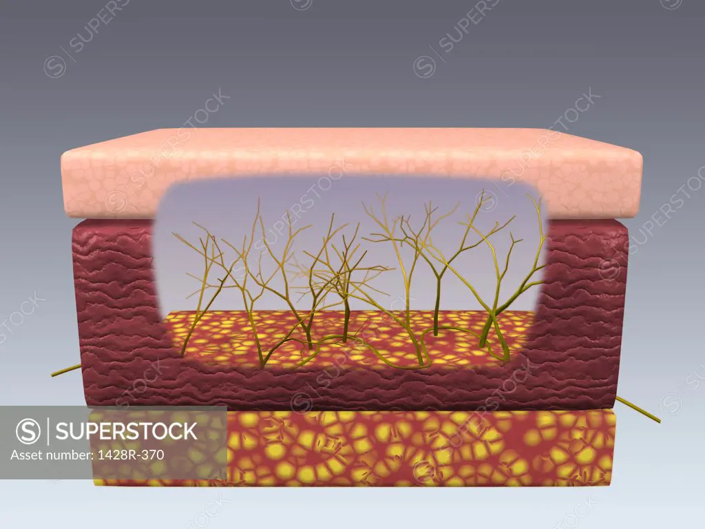 Cross section of skin nerve cells within three layers of human skin
