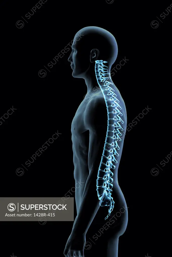 Male spine side view in blue X-ray, Digitally Generated Image by Hank Grebe