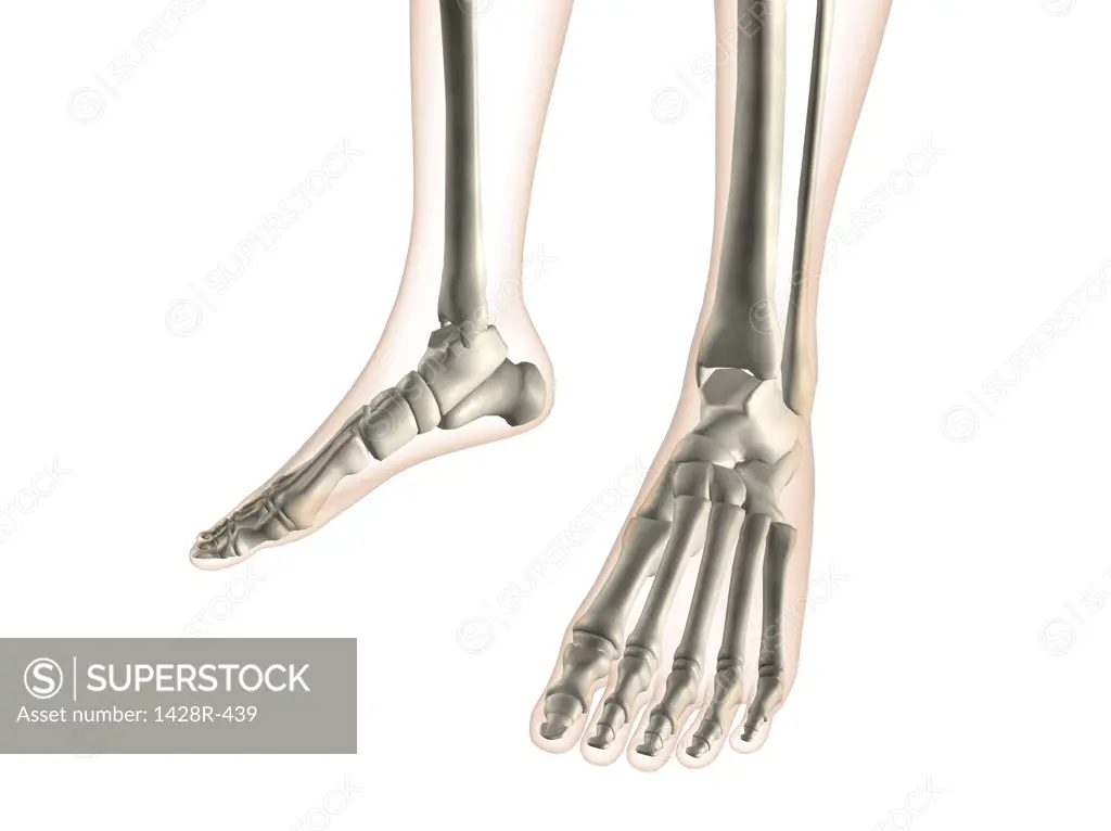 X-ray view of foot bones