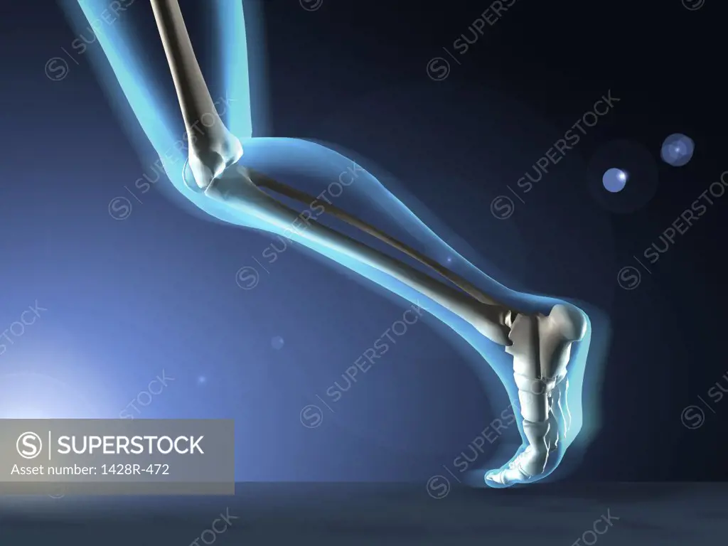 X-ray view of a human's leg in running position