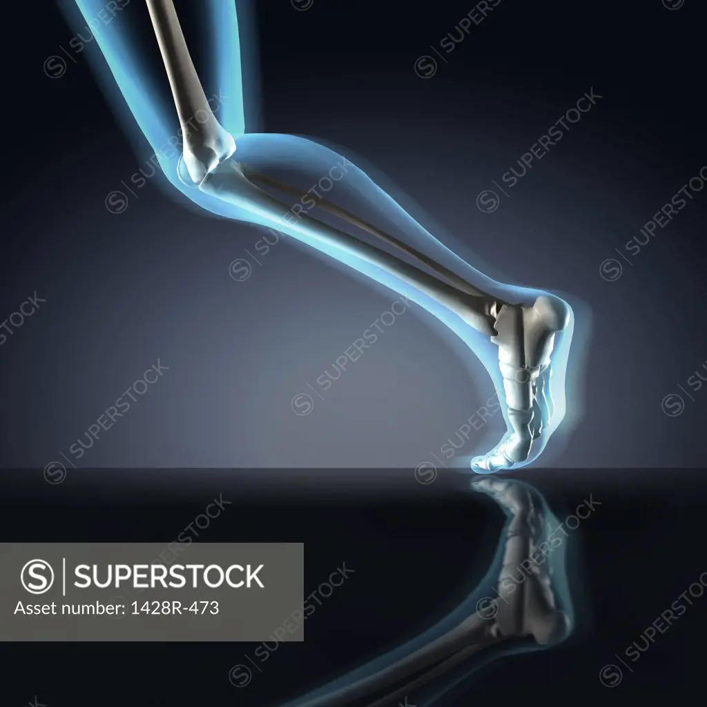 X-ray view of a human's leg in running position