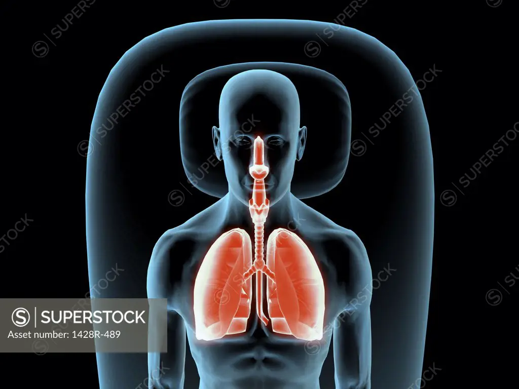 X-ray view of a man resting with view of lungs