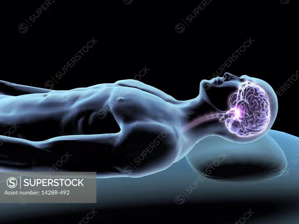 X-ray view of a man dreaming with view of brain and spinal cord