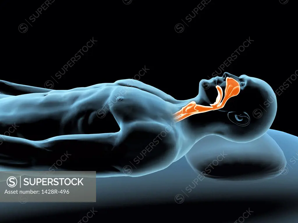 X-ray view of a man resting with red highlighted nasal sinus and throat