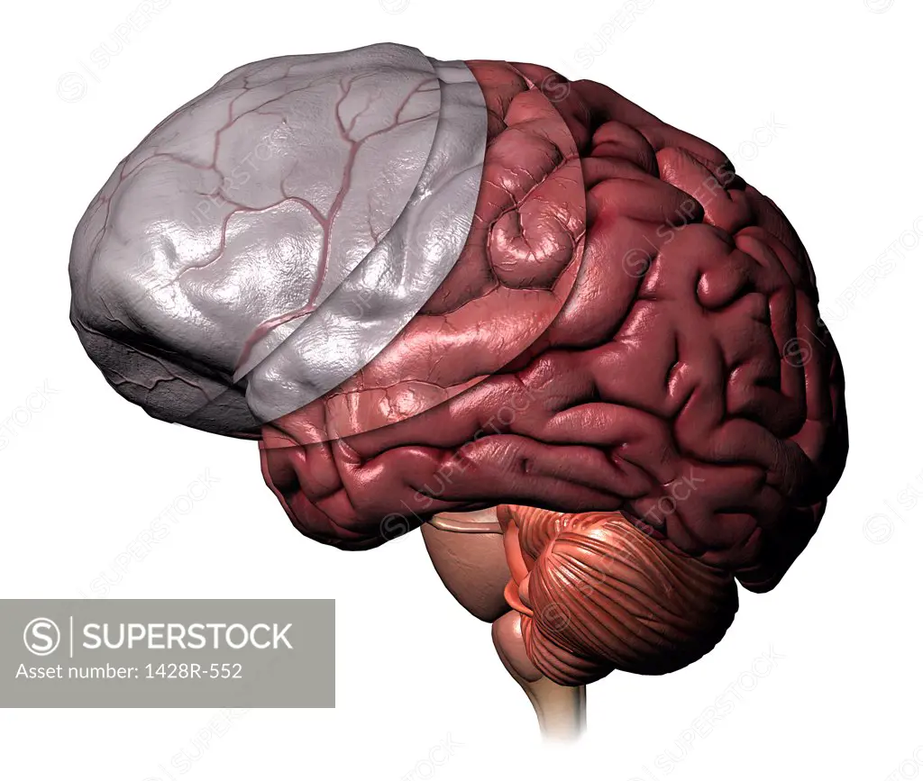 Full color 3-D medical illustration of layers covering the human brain: outer meninges, dura mater, and arachnoid layers