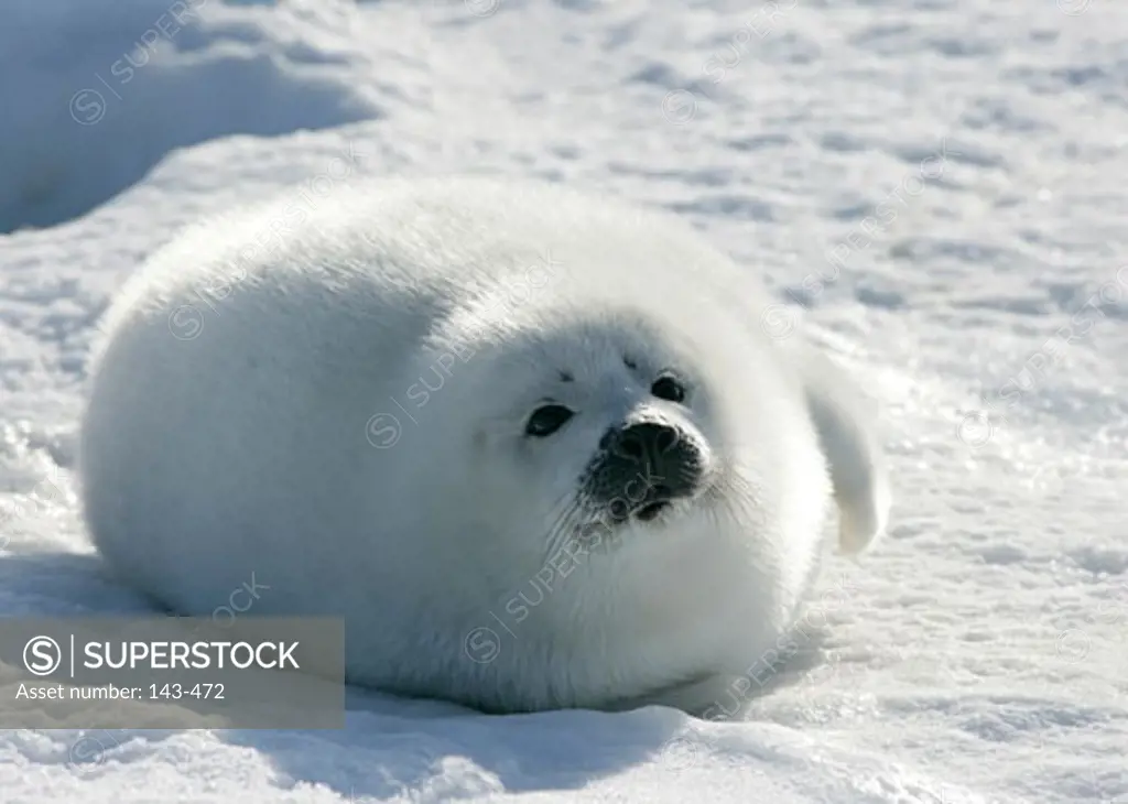 Harp seal pup (Phoca groenlandica) lying on snow, Greenland