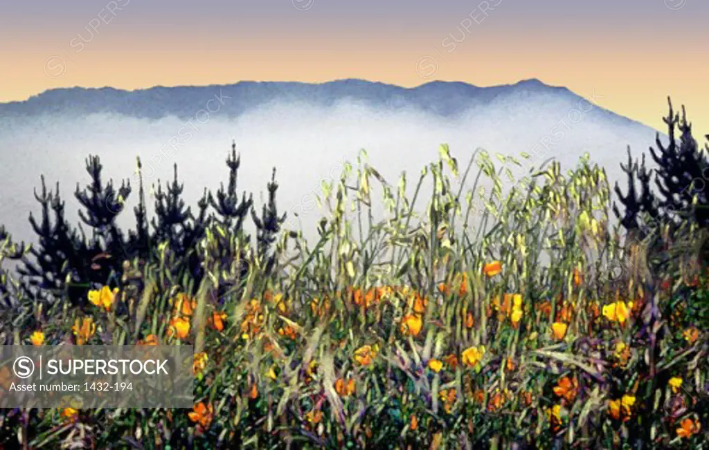 Poppies Mount Tamalpais State Park California USA  