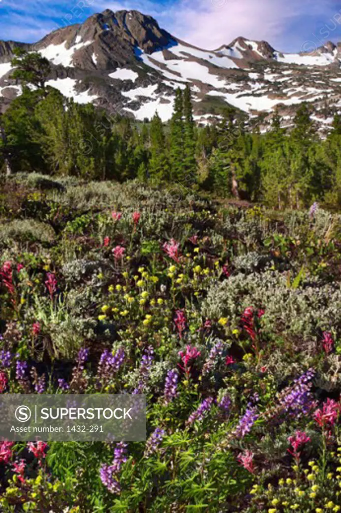Flower bed in front of mountains, Carson Pass, Californian Sierra Nevada, California, USA