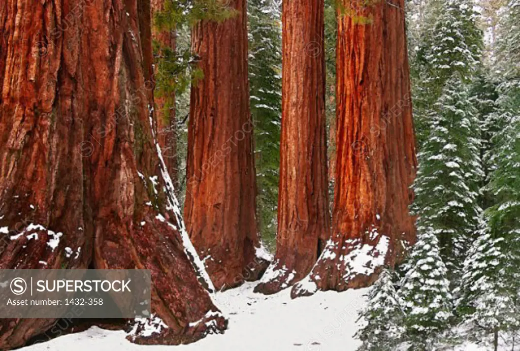 Giant Sequoia Trees in a forest, Yosemite National Park, California, USA