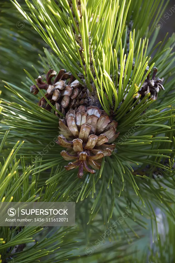 Bosnian pine (Pinus heldreichii). Another scientific name is Pinus leucodermis.