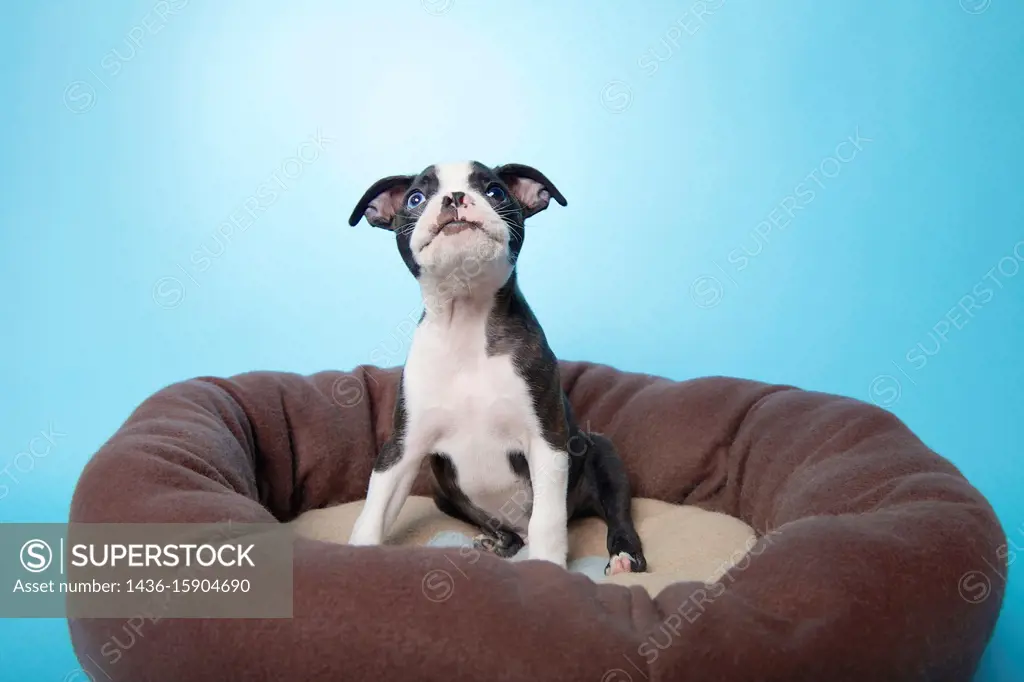 Boston terrier puppy in dog bed.