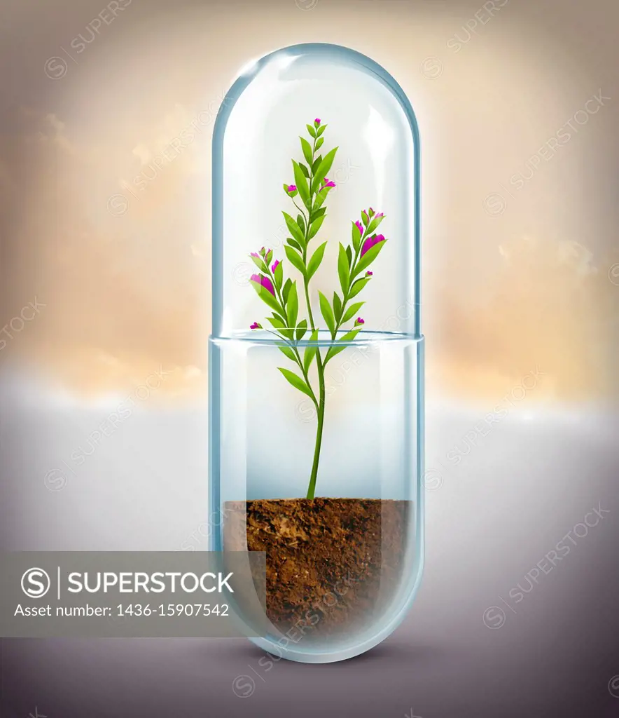 Illustrative image of plant growing in capsule representing natural medicine.