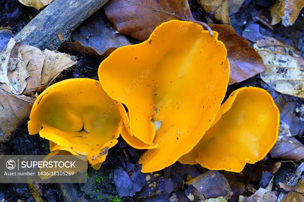 Aleuria aurantia mushroom (Macrolepiota procera) in a beechwood. Urbasa-Andia Natural Park. Navarre, Spain, Europe.