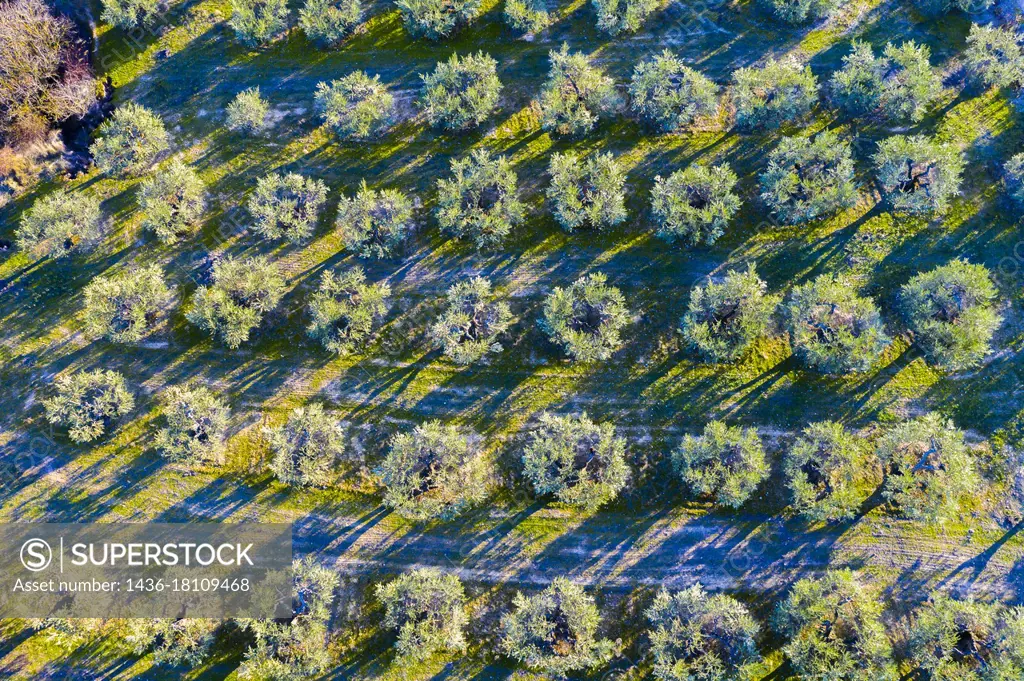 Aerial view of a farmland with olive trees. Bargota, Navarre, Spain.
