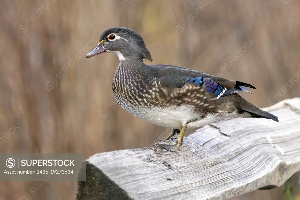 Female Wood Duck (Aix sponsa) - Beckwith Park in Victoria, Vancouver Island, British Columbia, Canada.