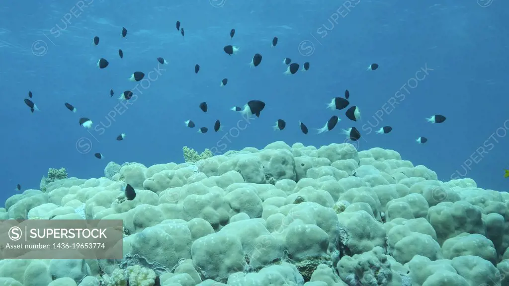 Shoal of black and white Chromis swims above coral reef on blue water background. Half-and-half Chromis, Chocolate-dip chromis or Bicolor damselfish (...