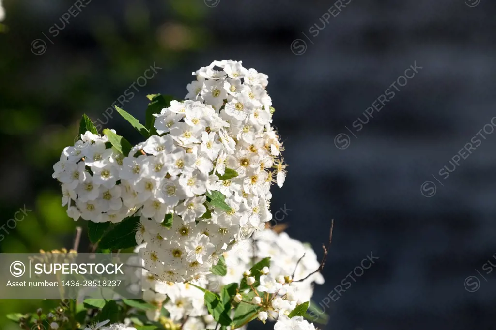 Shrub full of white flowers (Spiraea cantoniensis) in full bloom.