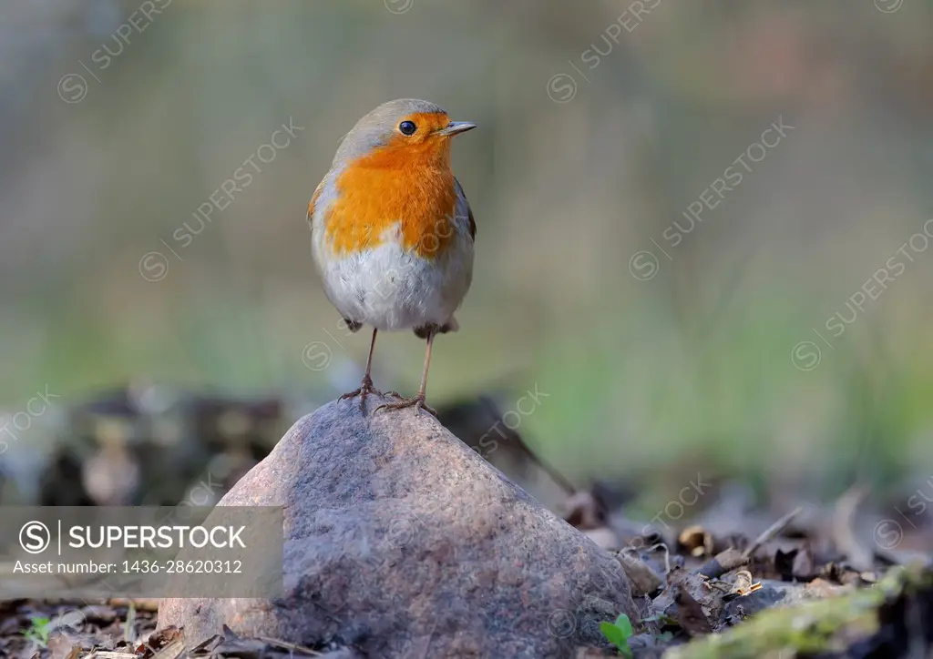 Adult European robin (Erithacus rubecula) posing on top of small rock with sweet evening light.