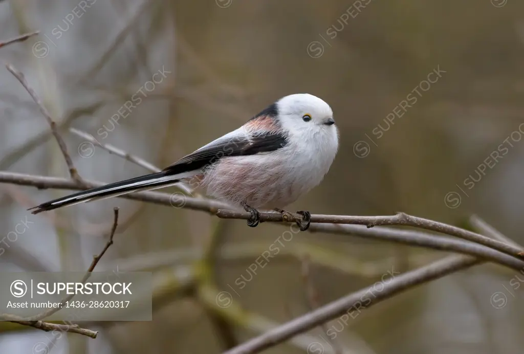 Cute Adult Long-tailed Tit (Aegithalos caudatus) posing on tiny branch in early spring.