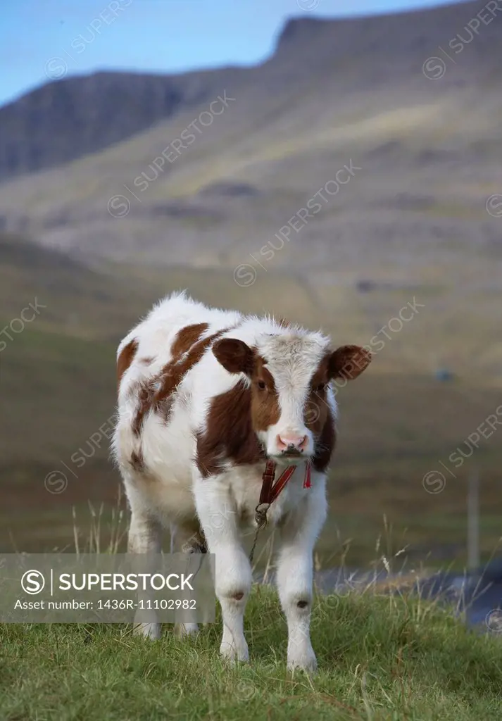 Portrait of young calf, Iceland.