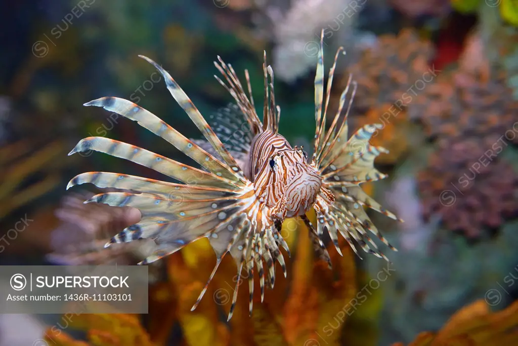 Head on view of Pterois volitans or red lionfish with venomous spiky fin rays in an aquarium.