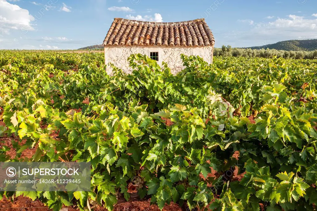 Vineyards Mollina, Malaga, Andalusia, Spain, Europe.