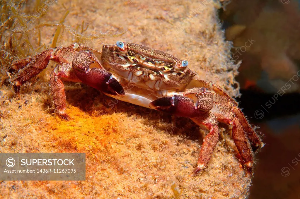 marbled rock crab or marbled crab (Pachygrapsus marmoratus) Black Sea, Crimea, Russia.
