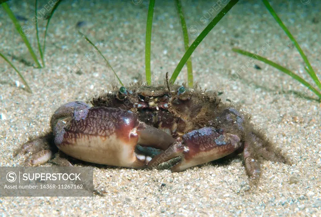bristly crab or hairy crab (Pilumnus hirtellus) Black Sea, Crimea, Russia.