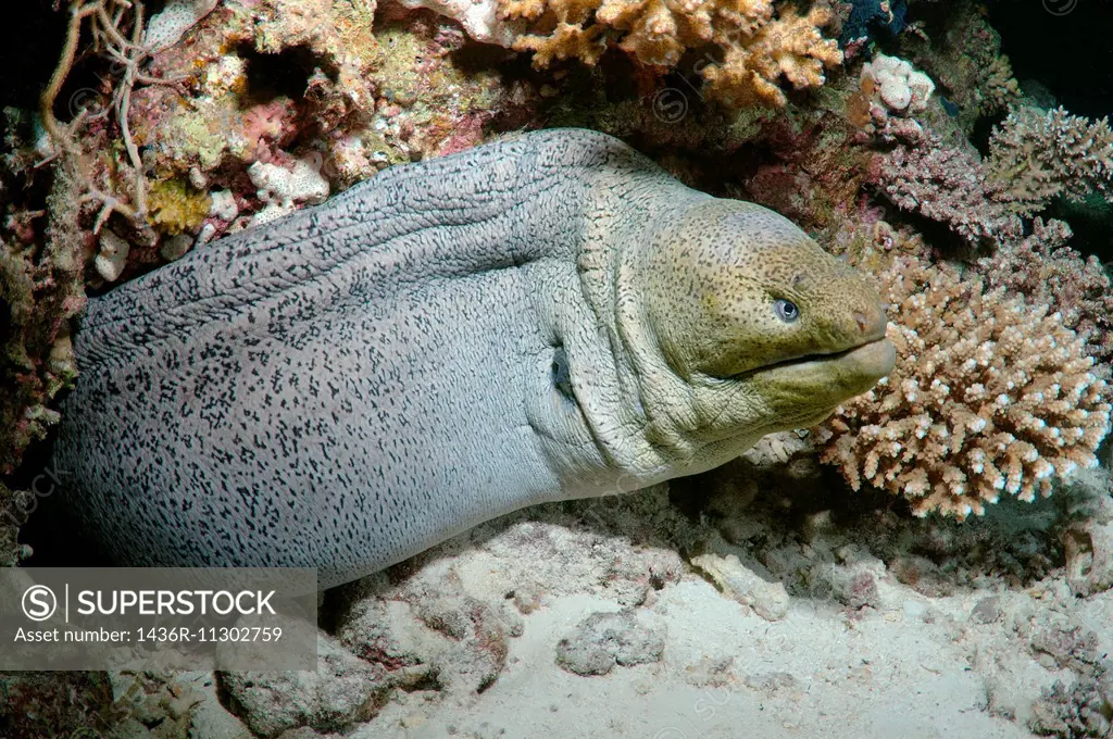 Giant moray (Gymnothorax javanicus) Red Sea, Egypt, Africa.