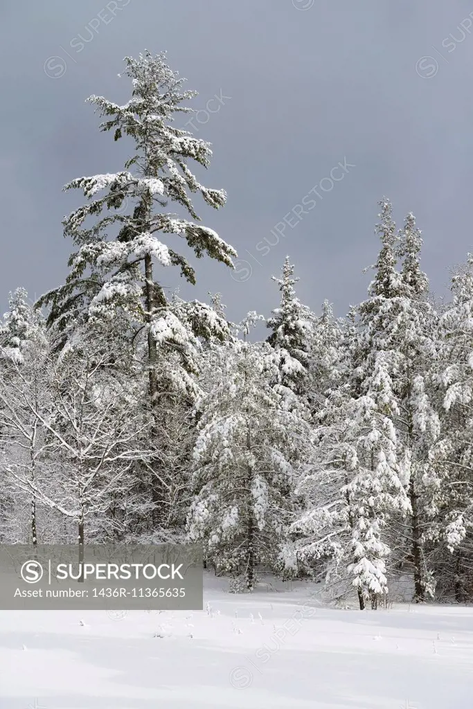 Snow covered evergreen tree forest after a winter snowstorm Marmora Ontario.