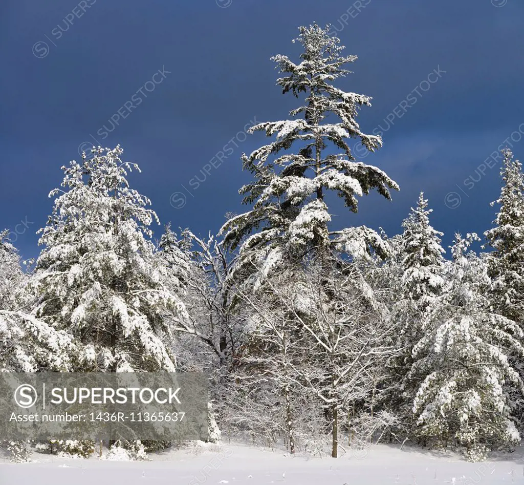Snow covered evergreen trees in winter with dark sky in Marmora Ontario.