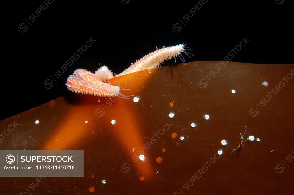 common starfish or common sea star (Asterias rubens) White sea, Karelia, Arctic, Russian Federation.