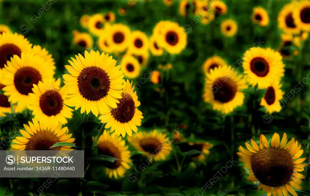 Sunflowers in a Field.