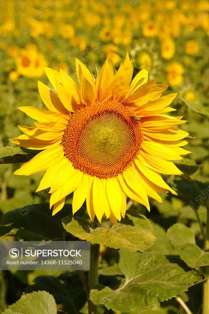 Field of Sunflower flowering heads.