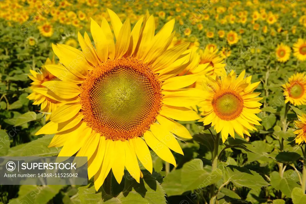Field of Sunflower flowering heads.