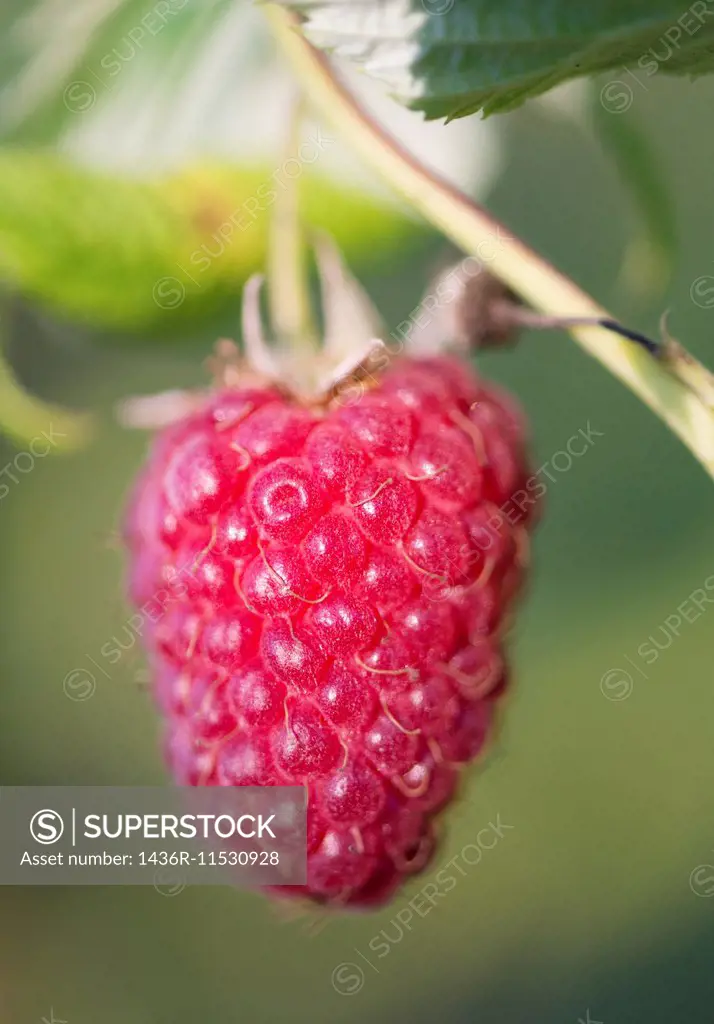 Close up of ripe raspberry on bush in garden.
