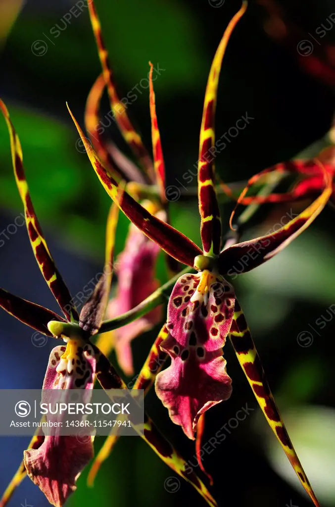 Brassia orchid.