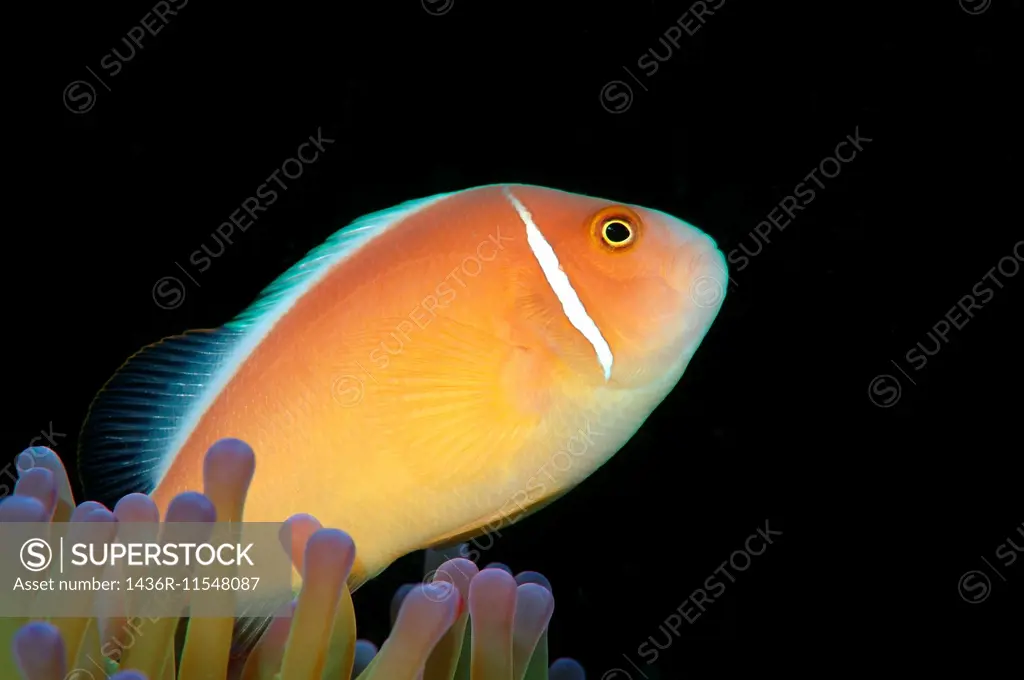 pink skunk clownfish or pink anemonefish (Amphiprion perideraion) Bohol Sea, Cebu, Philippines, Southeast Asia.