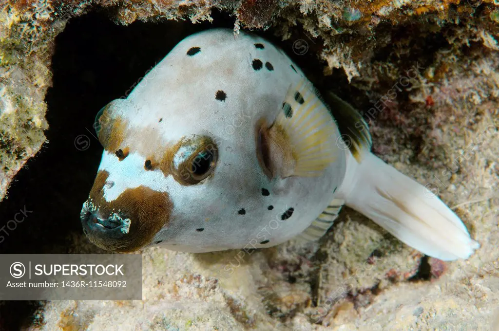 Blackspotted puffer or dog-faced puffer (Arothron nigropunctatus) Bohol Sea, Cebu, Philippines, Southeast Asi.